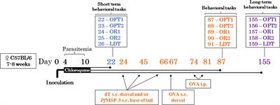 Dynamics and immunomodulation of cognitive deficits and behavioral changes in non-severe experimental malaria